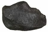 Fossil Whale Ear Bone - Miocene #130233-1